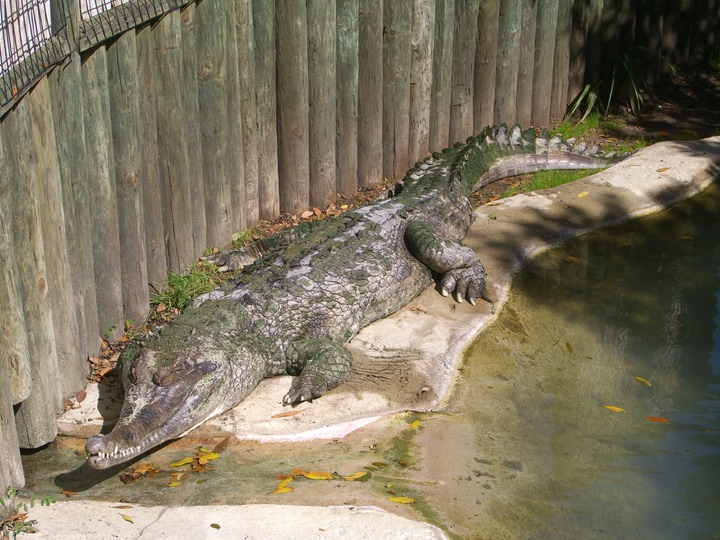 210 Alligator Farm