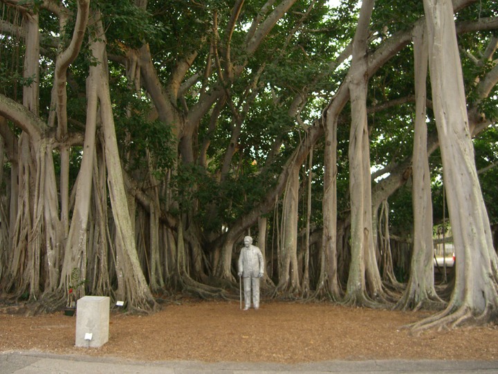 83 A statue of Edison inside the world's third largest banyan tree